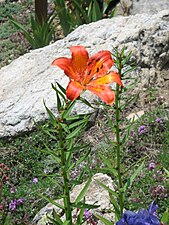 Lilium bulbiferum.