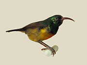 taxidermied sunbird with green upperparts, orangish chest, and brown wings, and yellowish underparts