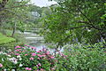 Tropical Cottage Garden