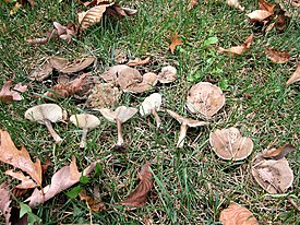 Melanoleuca brevipes