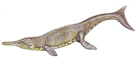 Metriorhynchus superciliosus