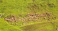 Moutons à l'alpage de Celliers