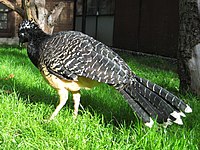 Bare-faced Curassow