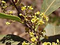 Ocotea aciphylla