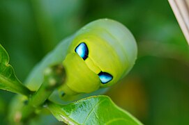 Daphnis nerii (Sphingidae, Macroglossinae)