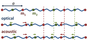 Optical and acoustic vibrations in linear diatomic chain.