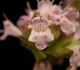 Blomma sedd framifrån 4 ståndare, 1 pistill