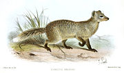 Drawing of brown mongoose