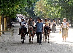 Les poneys du jardin du Luxembourg.