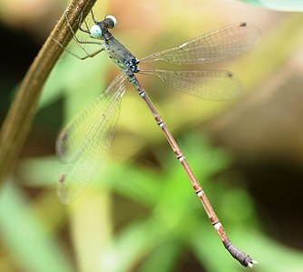 Platylestes platystylus female