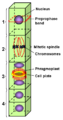 Microtubule arrays typical for plant cell mitosis