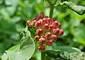 Flower buds turn pink before opening