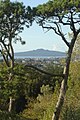 Rangitoto from near One Tree Hill summit