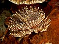 Sabellastarte indica (Indian feather duster worm) with radioles extended