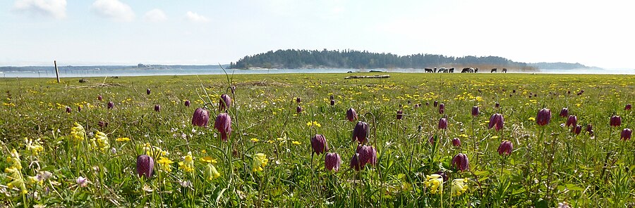 Strandängarna i Sandemars naturreservat i Stockholms skärgård är inte särskilt påverkade av saltvatten utan hyser en rikedom av inlandsväxter som gullviva och kungsängslilja. De betande djuren håller buskarna borta.