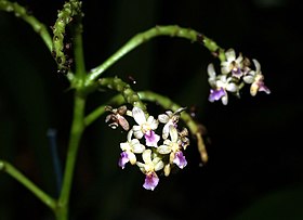 Sarcophyton pachyphyllum