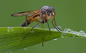 Schnepfenfliege Rhagio scolopaceus2