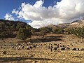 Chèvres et moutons pâturant dans les alpages