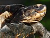 An adult black marsh turtle with its head extended and showing the curved shape of its jaws which resemble a smile