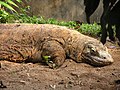 Komodo dragon, sleeping. Largest living lizard