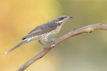 Spiny-cheeked honeyeater, by JJ Harrison