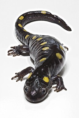 Амбістома плямиста, Ambystoma maculatum