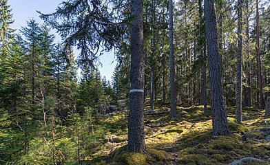 Till vänster en skogsplantering. Till höger naturreservatet.