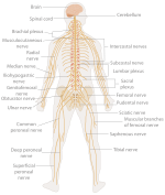 The nervous system