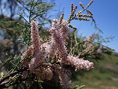 Inflorescences.