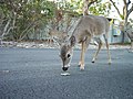 Key deer on No Name Key in the Florida Keys