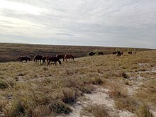 Groupe de chevaux broutant une herbe haute.