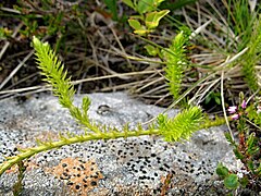 Plavuň in the vegetation on the western shore of Lake Ågvatnet