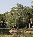 Arbre en Inde.