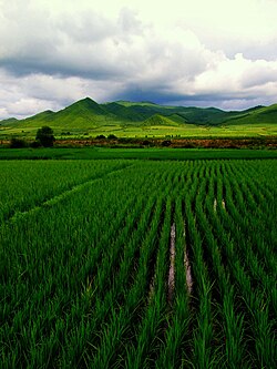 2007年，汪清县鸡冠乡，大雨过后的稻田