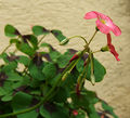 Oxalis tetraphylla