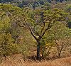 Acacia leucophloea in Westtimor bei Kupang