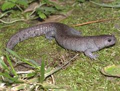 Description de l'image Ambystoma barbouri.jpg.