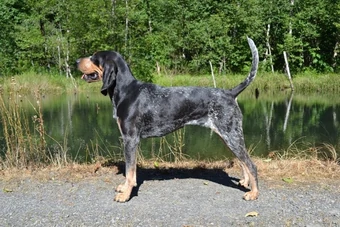 Tiedosto:American Blue Gascon Hound.webp