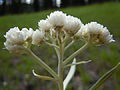 Antennaria anaphaloides