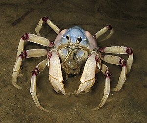 Light blue soldier crab