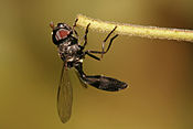 Baccha (hoverfly)（英语：Baccha (hoverfly)）