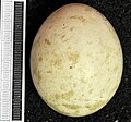 Egg, Collection Museum Wiesbaden