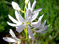 Variété blanche.