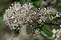 Inflorescence of above, Upper Crossing Trail, Bandelier