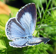 Ce petit papillon a des ailes bleu bordé d'une large bande grise chez la femelle, étroite chez le mâle.