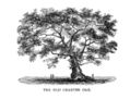 Image 7The Charter Oak in Hartford (from History of Connecticut)