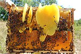 Image illustrative de l’article Cire d'abeille