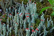 Cladonia floerkeana