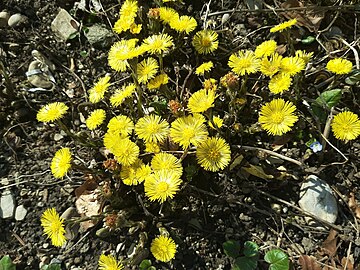 coltsfoot