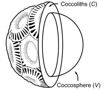 Partial cross section of a coccolithophore with coccolith layer [4]